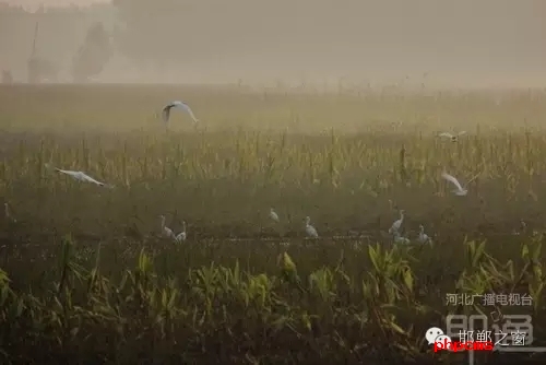 連日來，一群約有40只的白鷺棲息在邯鄲廣平縣東張孟鄉(xiāng)附近的一片玉米田地里。時(shí)而戲耍，時(shí)而自由自在地飛翔，它們描繪了一幅自然秀美的田園風(fēng)景。